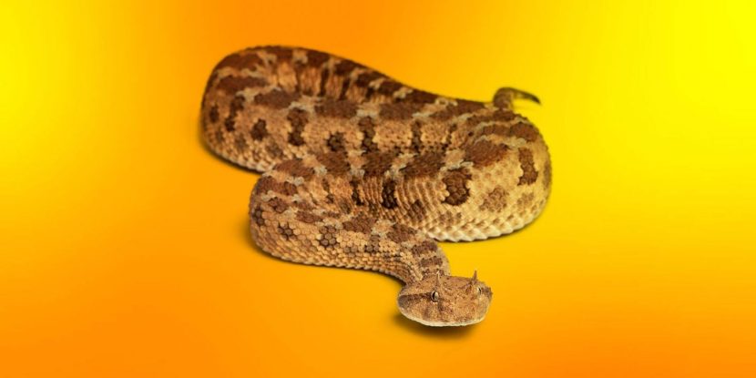 Update PyTorch ASAP