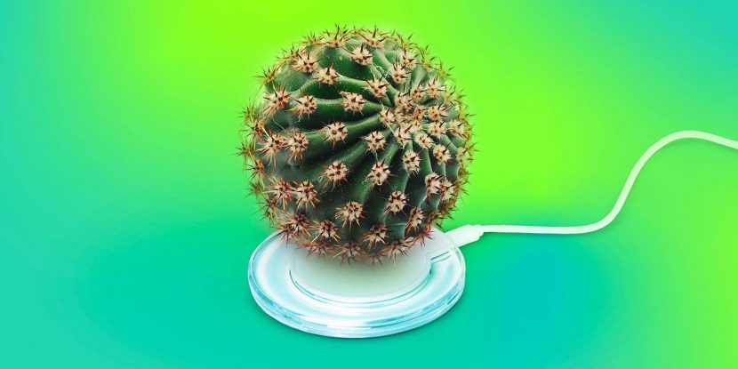 How to guard against radiation with a cactus