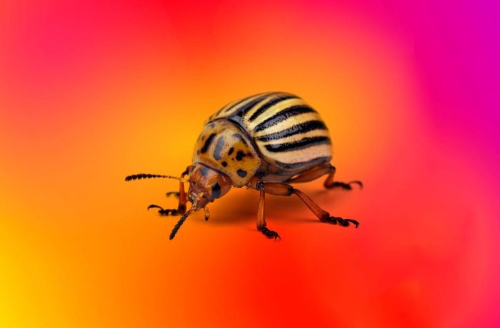 CVE-2025-55182 vulnerability in React and Next.js