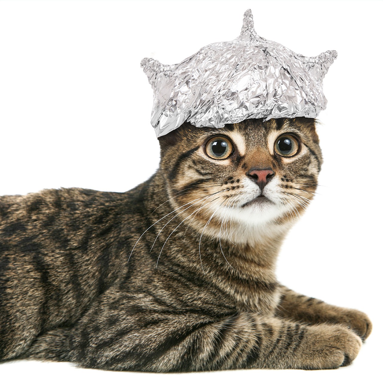 Tin foil store hat for cats