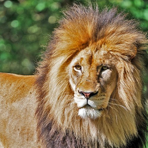 reputation and cybersecurity lion pride