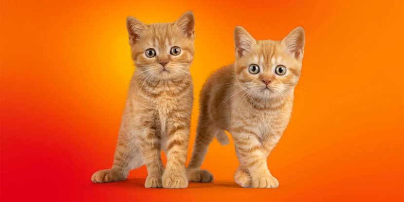 SparkKitty: a new stealer in the App Store and Google Play