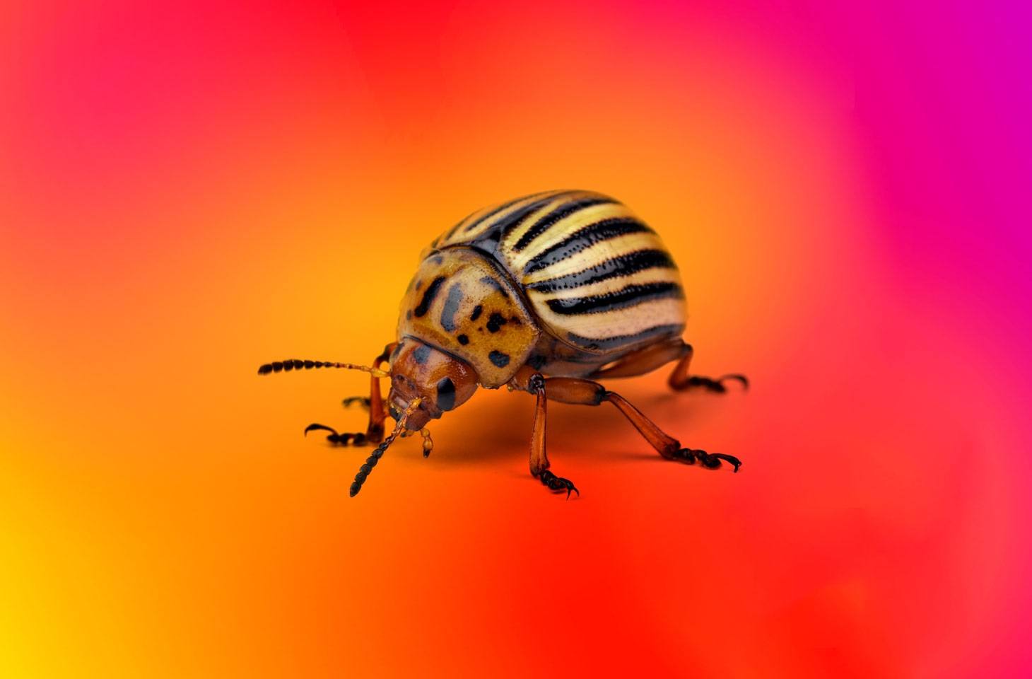 CVE-2025-55182 vulnerability in React and Next.js