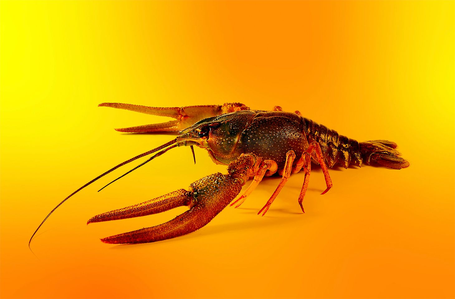 Riesgos clave de OpenClaw, Clawdbot, Moltbot | Blog oficial de Kaspersky