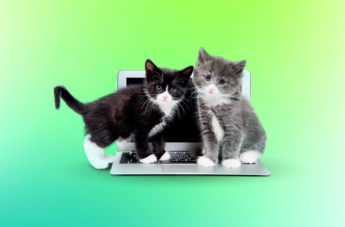 Как выбрать умные гаджеты для животных и защитить их от взлома