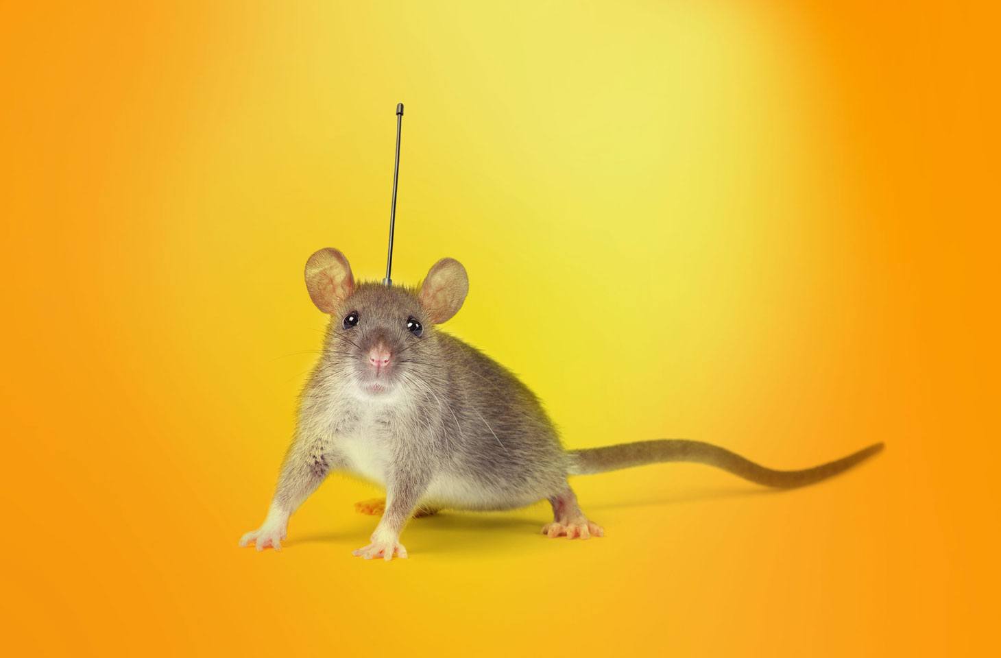 Syncro+Lovable: загрузка RAT через сгенерированные AI веб-сайты