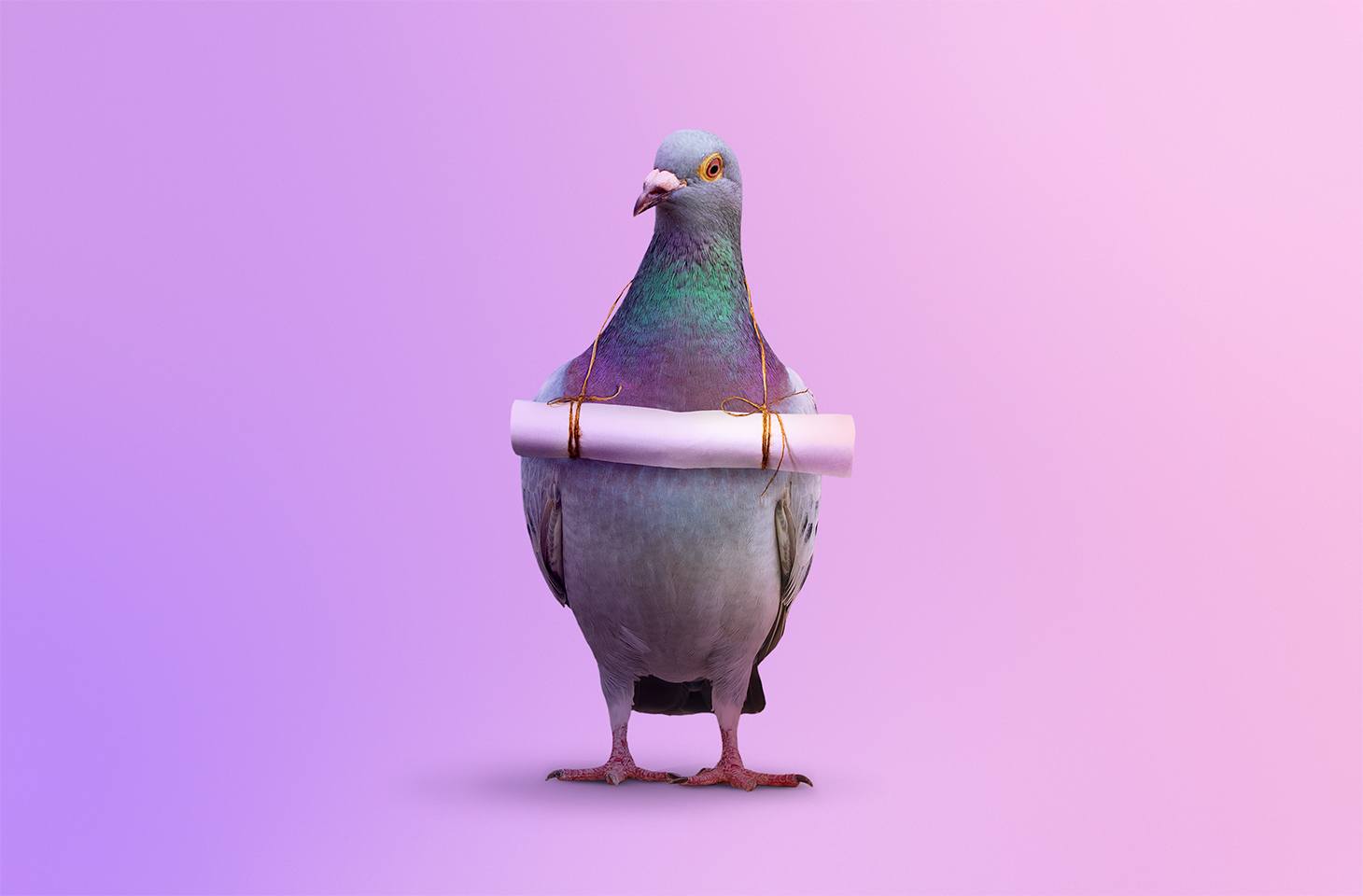 Bir kimlik avı e-postası alırsanız ne yapmalısınız?