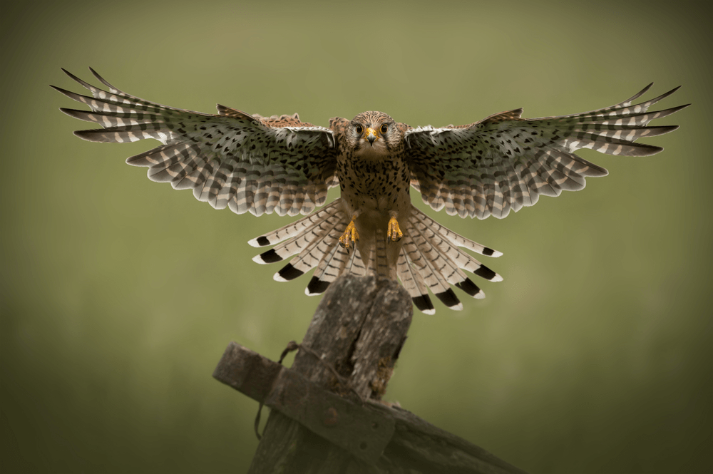 Desert Falcon by Feliz Faber