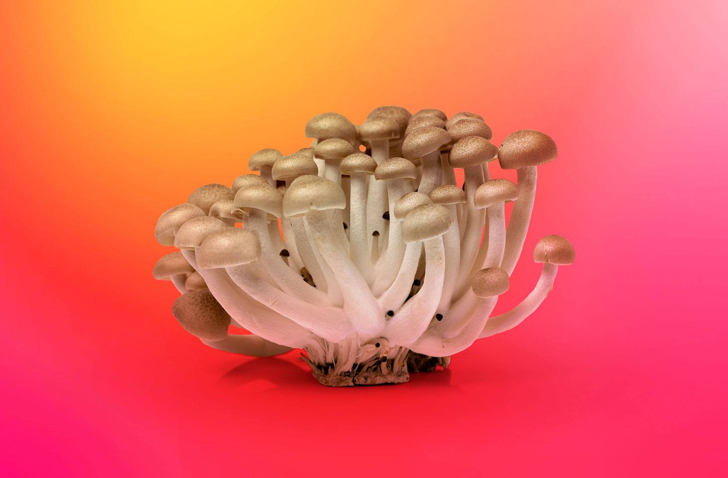 Principais cenários de ataques envolvendo falsificação de identidade de marcas | Blog oficial da Kaspersky