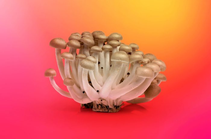 Campanha de spam IndonesianFoods: 89 mil pacotes inúteis no npm