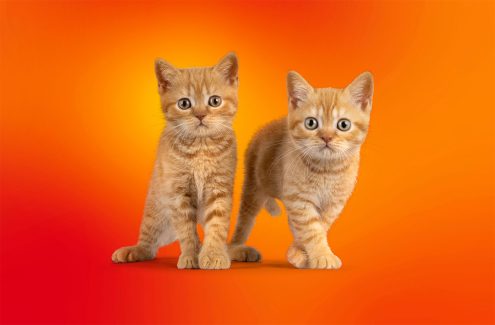 SparkKitty: ein neuer Stealer im App Store und bei Google Play